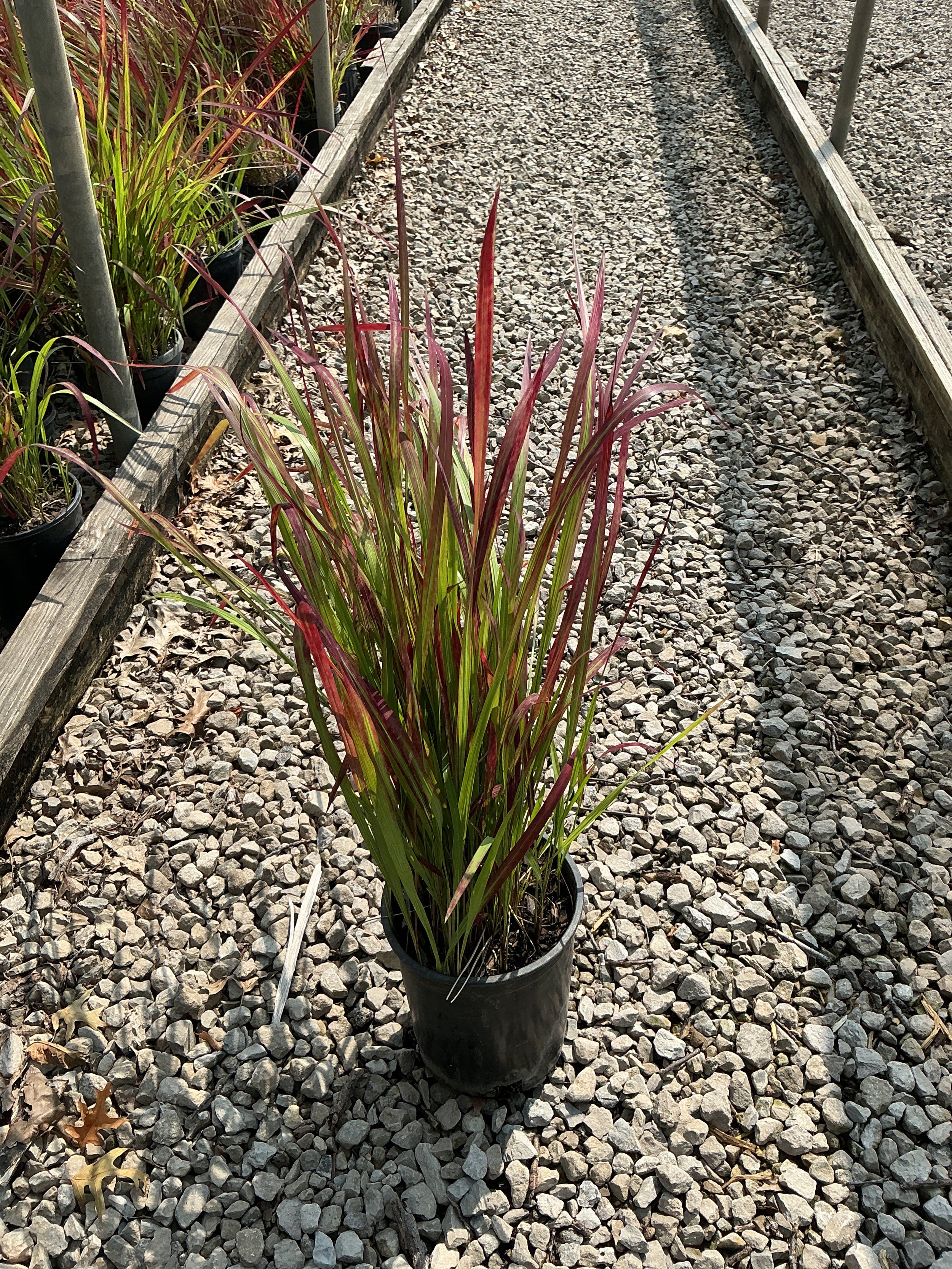 Imperata koenigii 'Red Baron'
