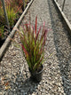 Imperata koenigii 'Red Baron'