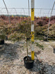 Acer palmatum var. dissectum 'Tamukeyama'