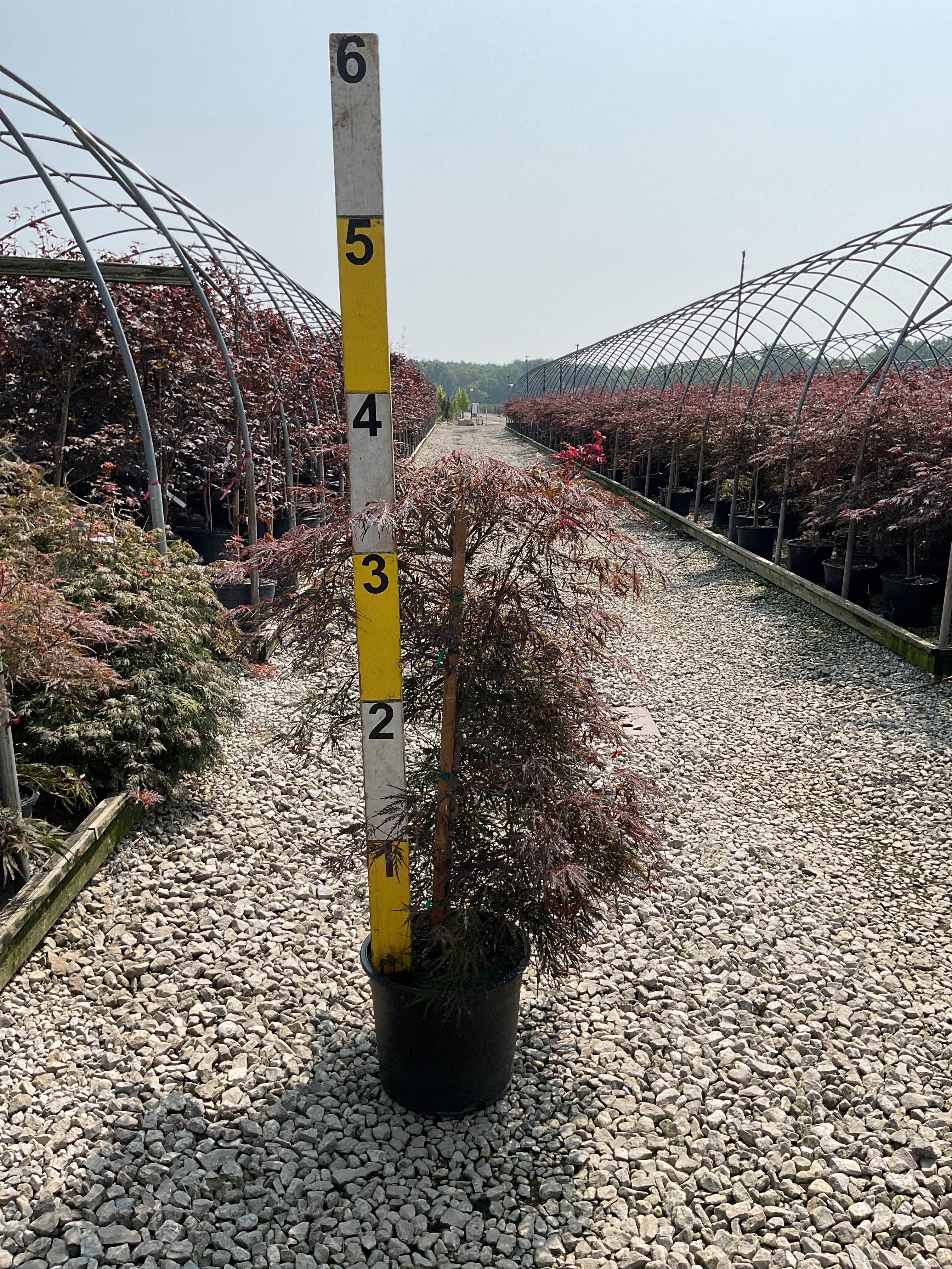 Acer palmatum var. dissectum 'Tamukeyama'