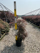 Acer palmatum var. dissectum 'Tamukeyama'