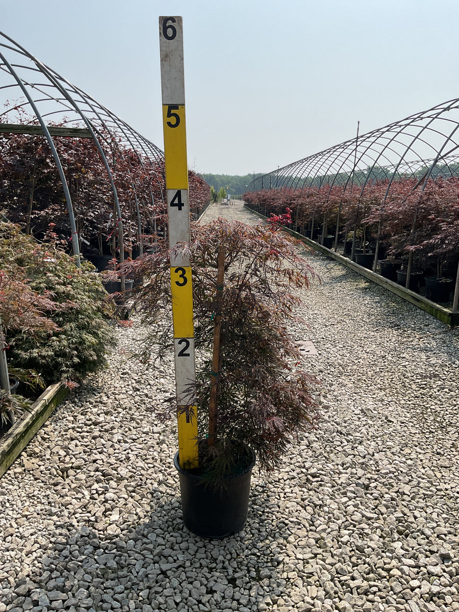 Acer palmatum var. dissectum 'Tamukeyama' â€” G7 24
