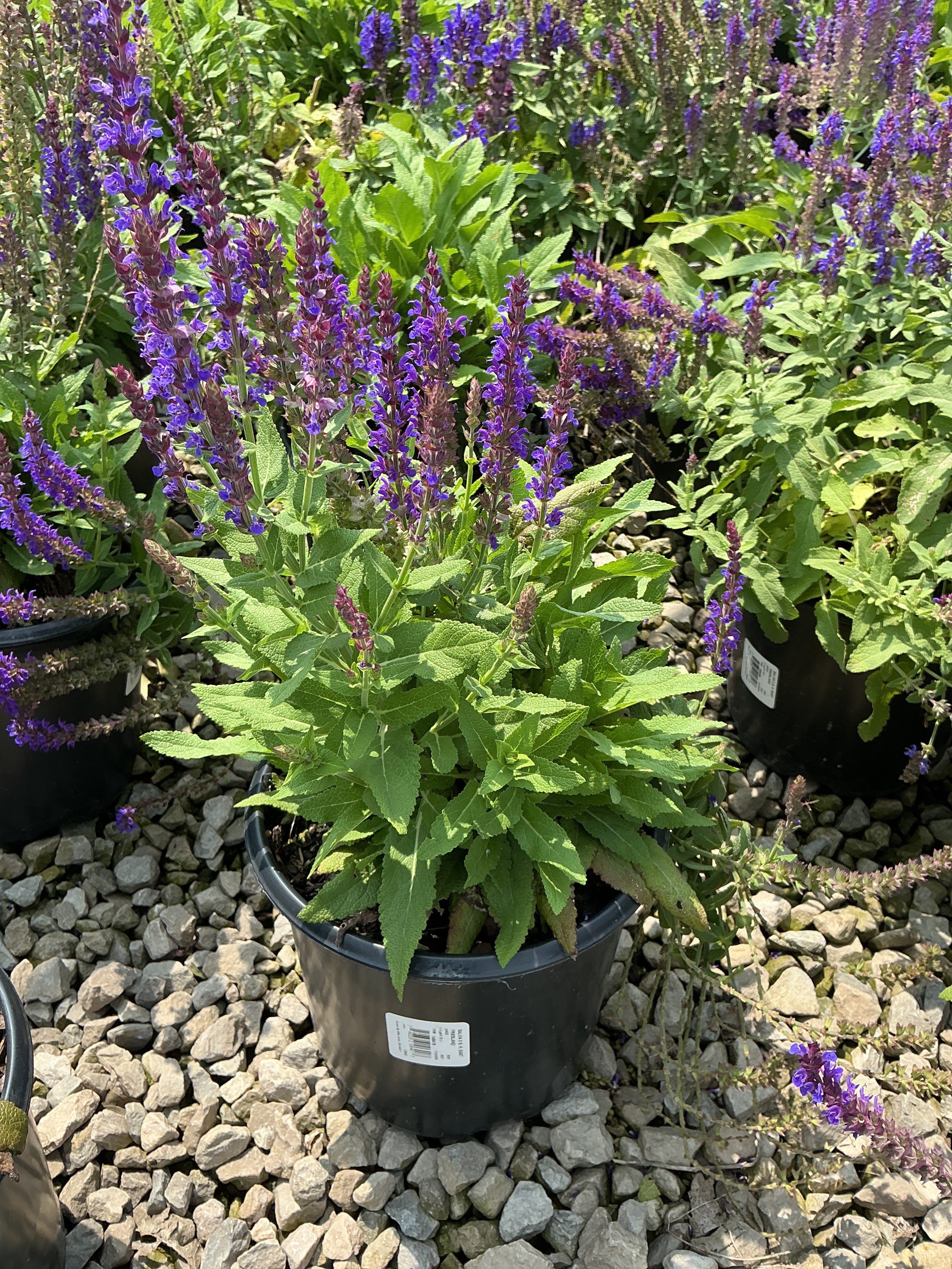 Salvia nemorosa 'East Friesland'