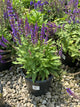 Salvia nemorosa 'East Friesland'