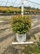 Diervilla sessilifolia 'Kodiak Orange'