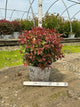 Diervilla sessilifolia 'Kodiak Red'