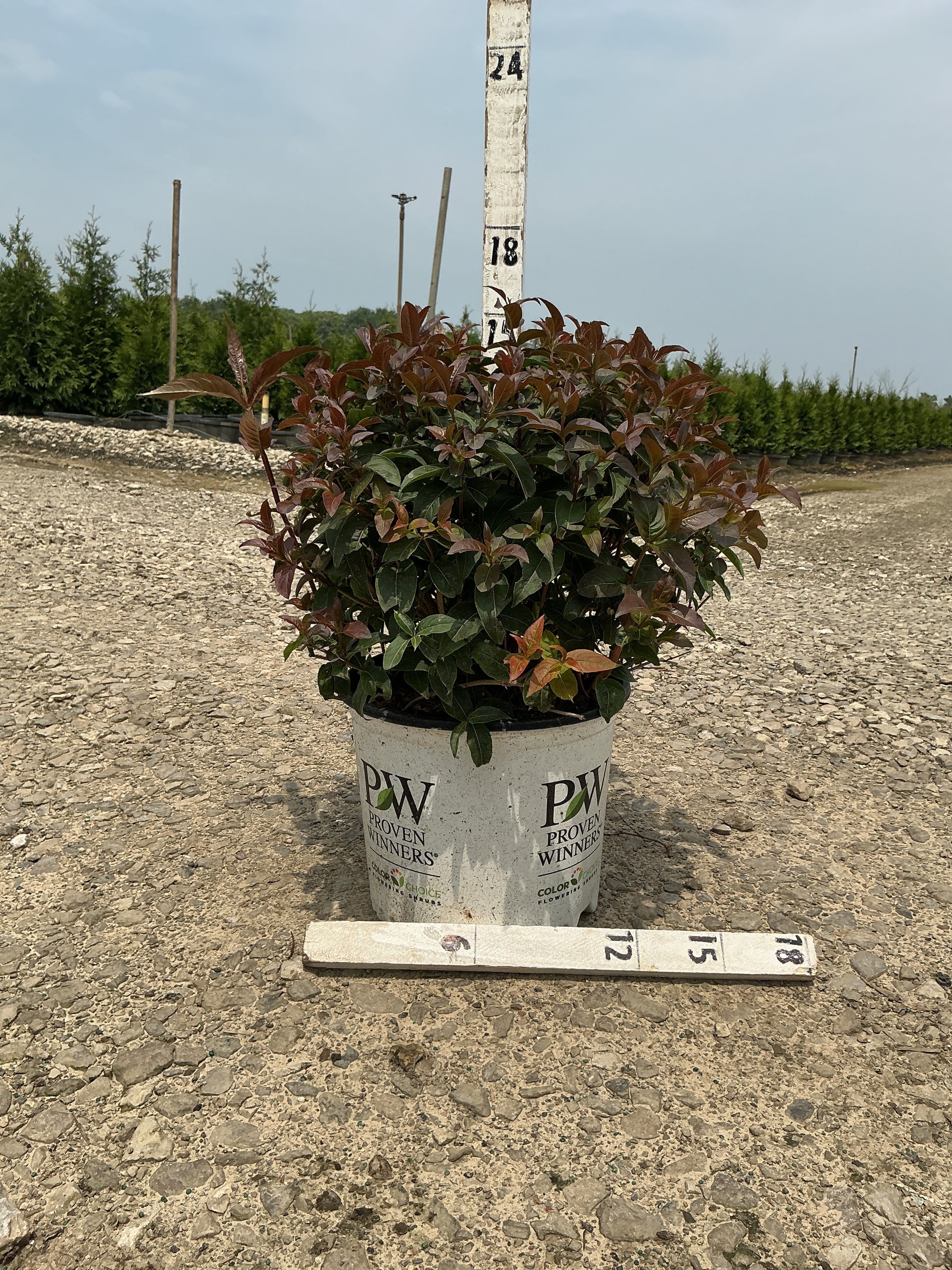 Diervilla sessilifolia 'Kodiak Black'