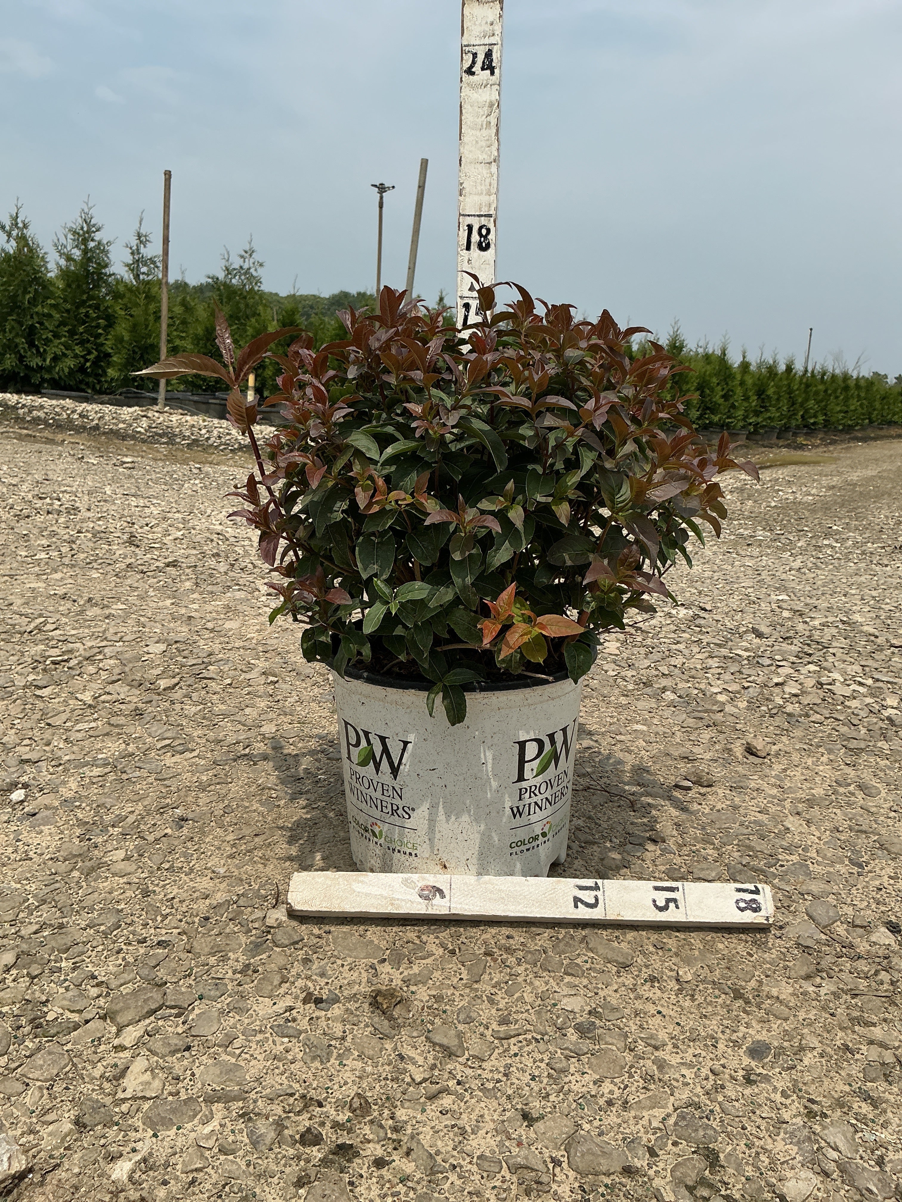 Diervilla sessilifolia 'Kodiak Black'