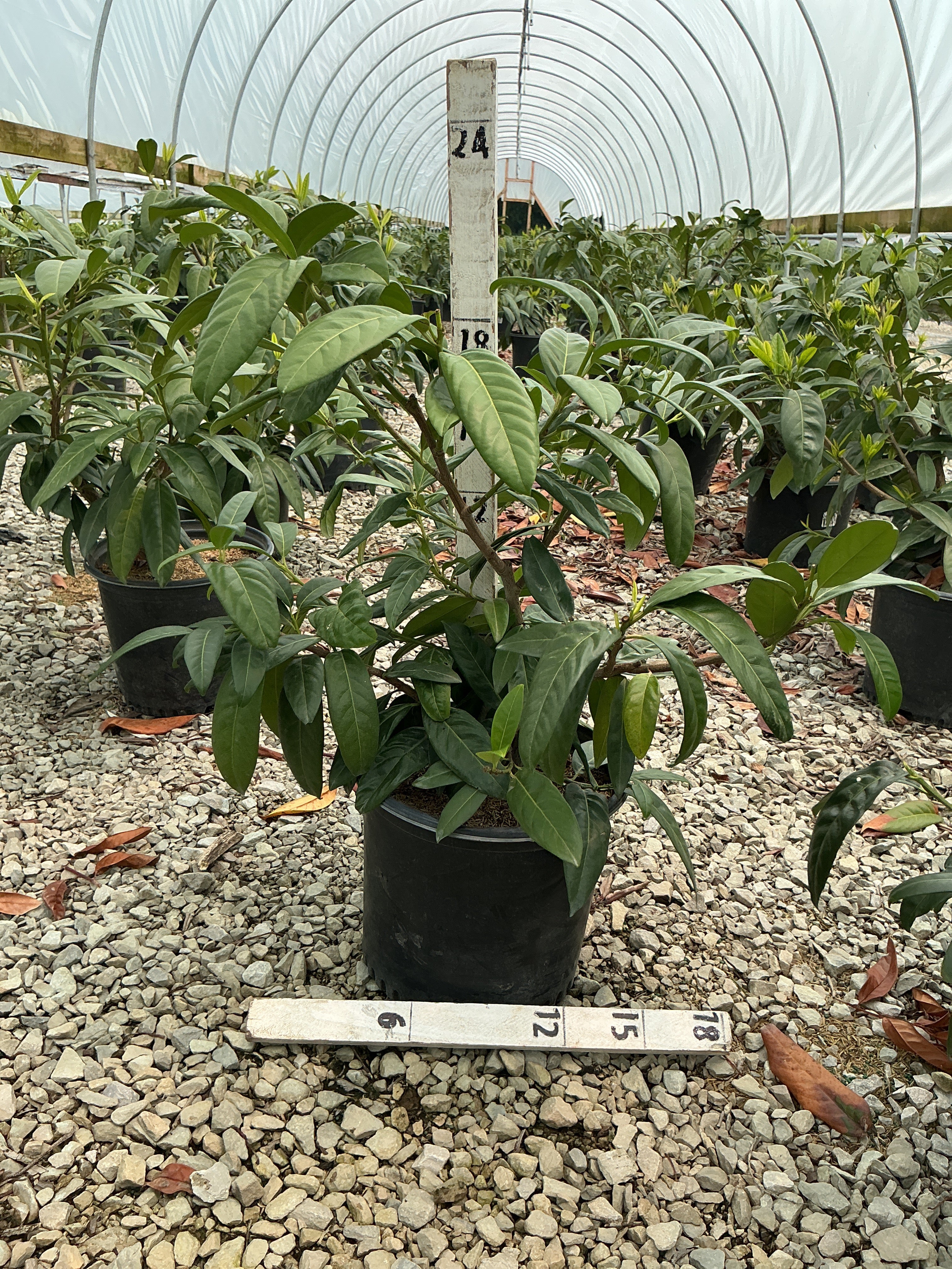 Prunus L 'Zimmerman'