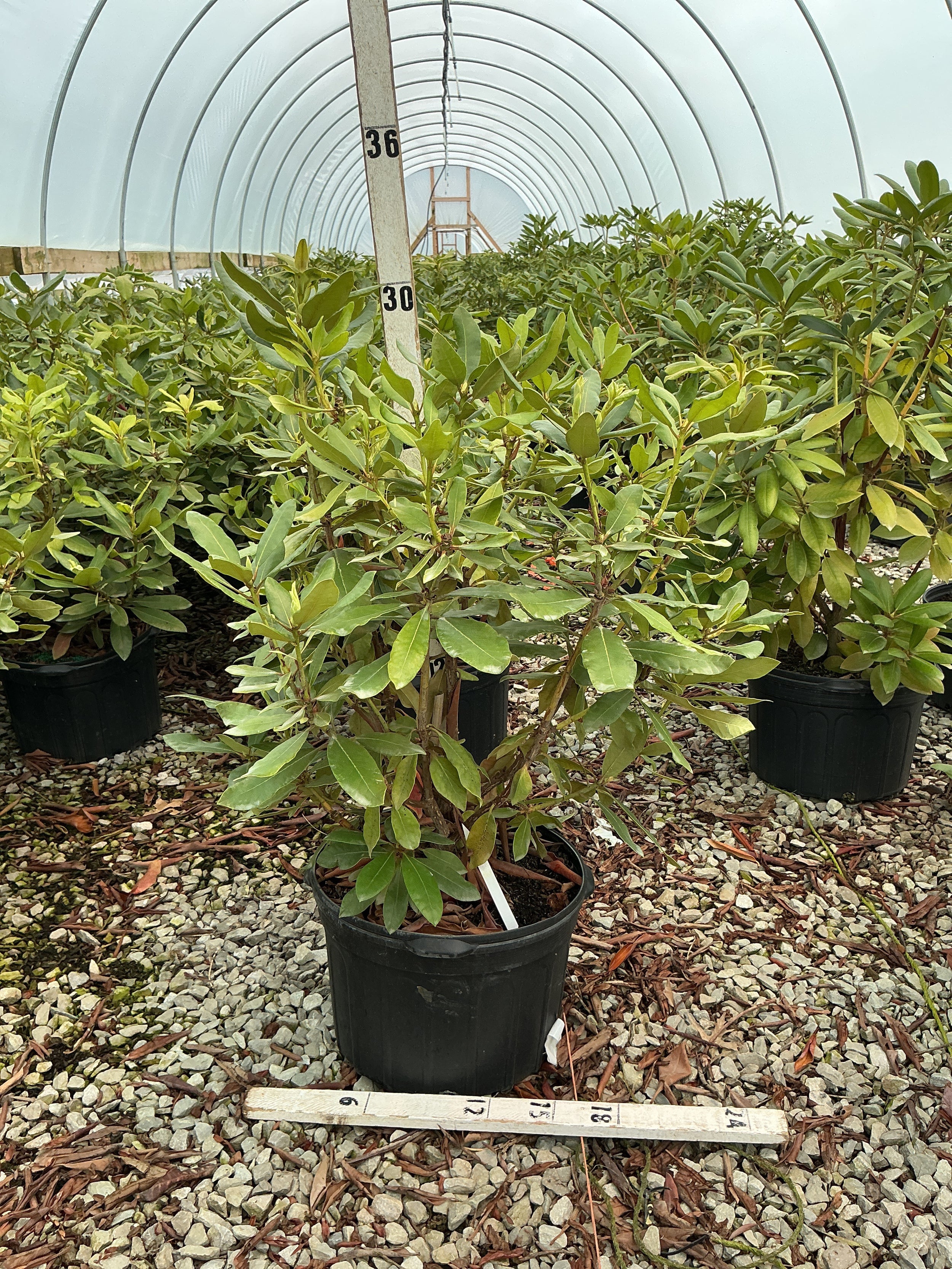 Rhododendron nova 'Nova Zembla'