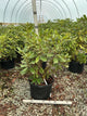 Rhododendron nova 'Nova Zembla'