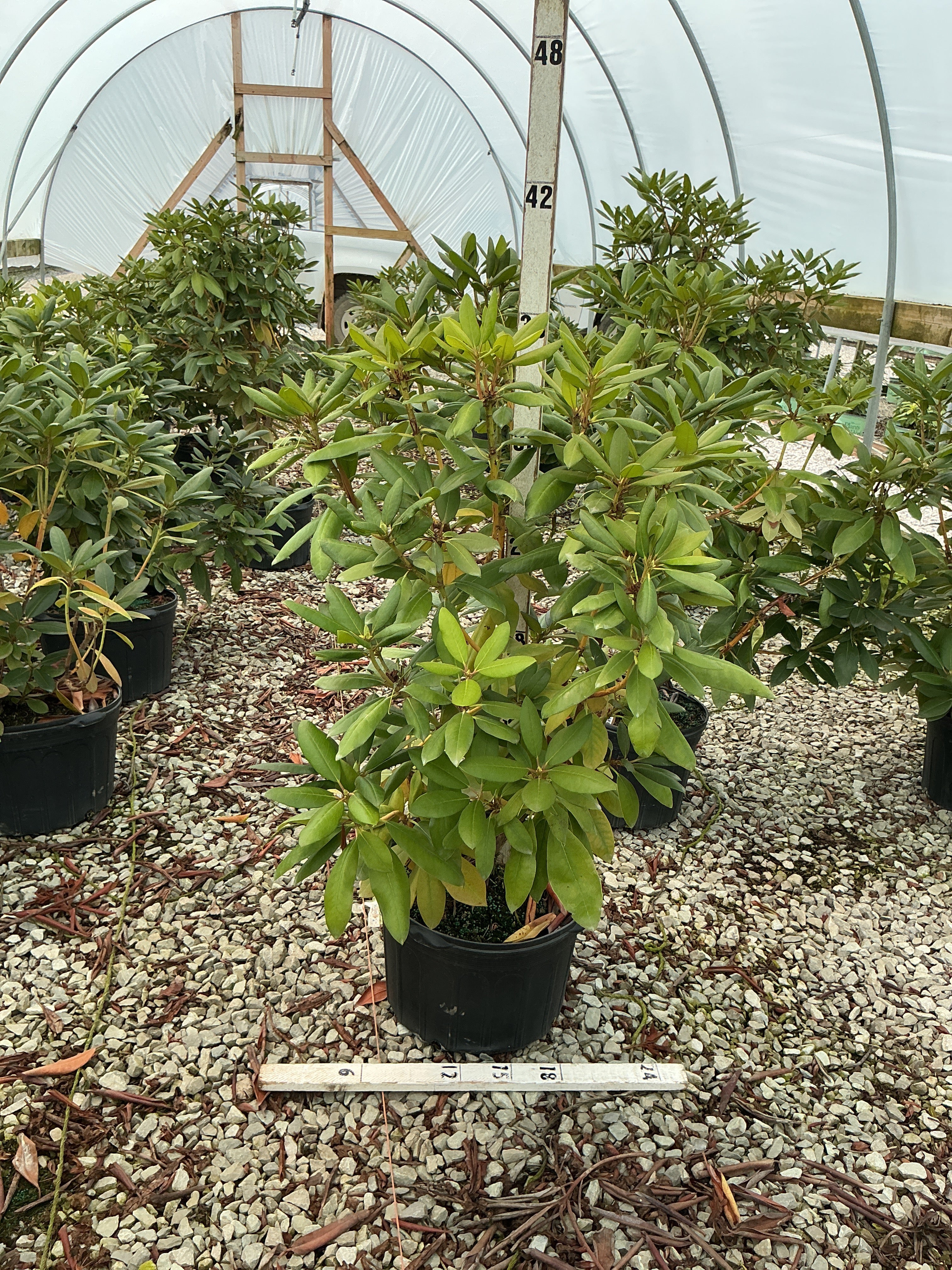 Rhododendron roseum 'Roseum Elegans'