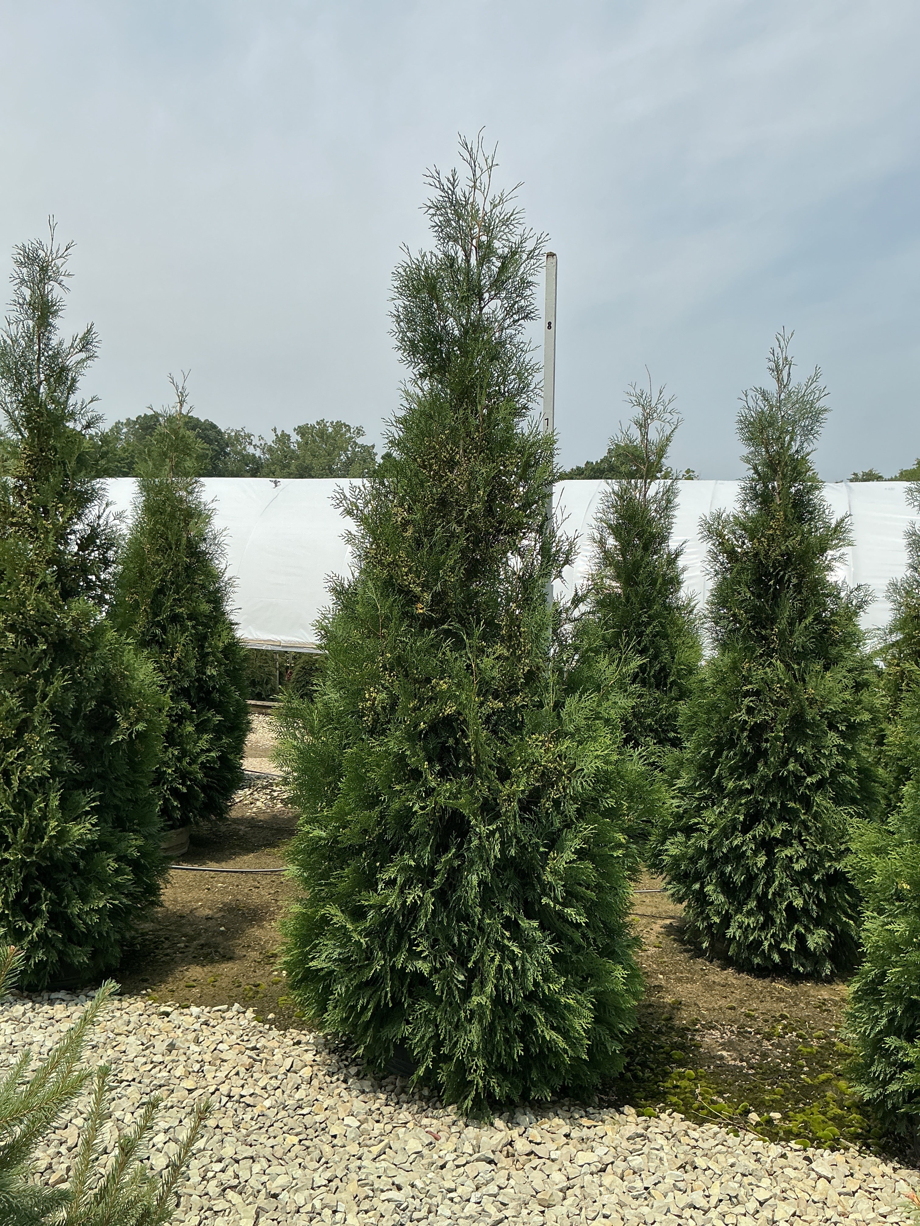 Thuja occidentalis 'American Pillar'
