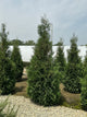 Thuja occidentalis 'American Pillar'