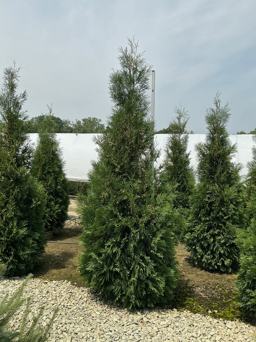 Thuja occidentalis 'American Pillar' â€” G25 80