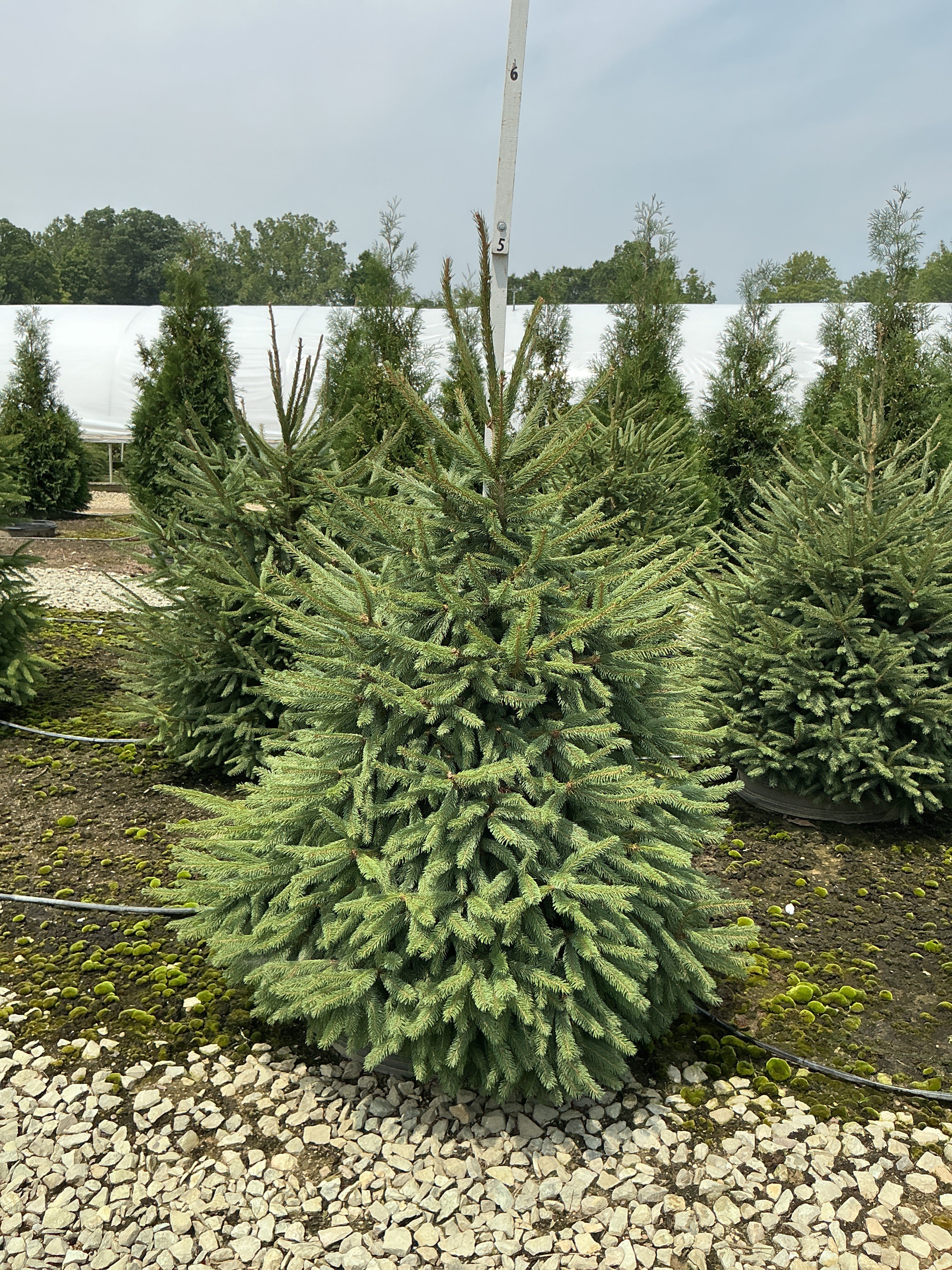 Picea abies