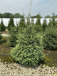 Picea abies