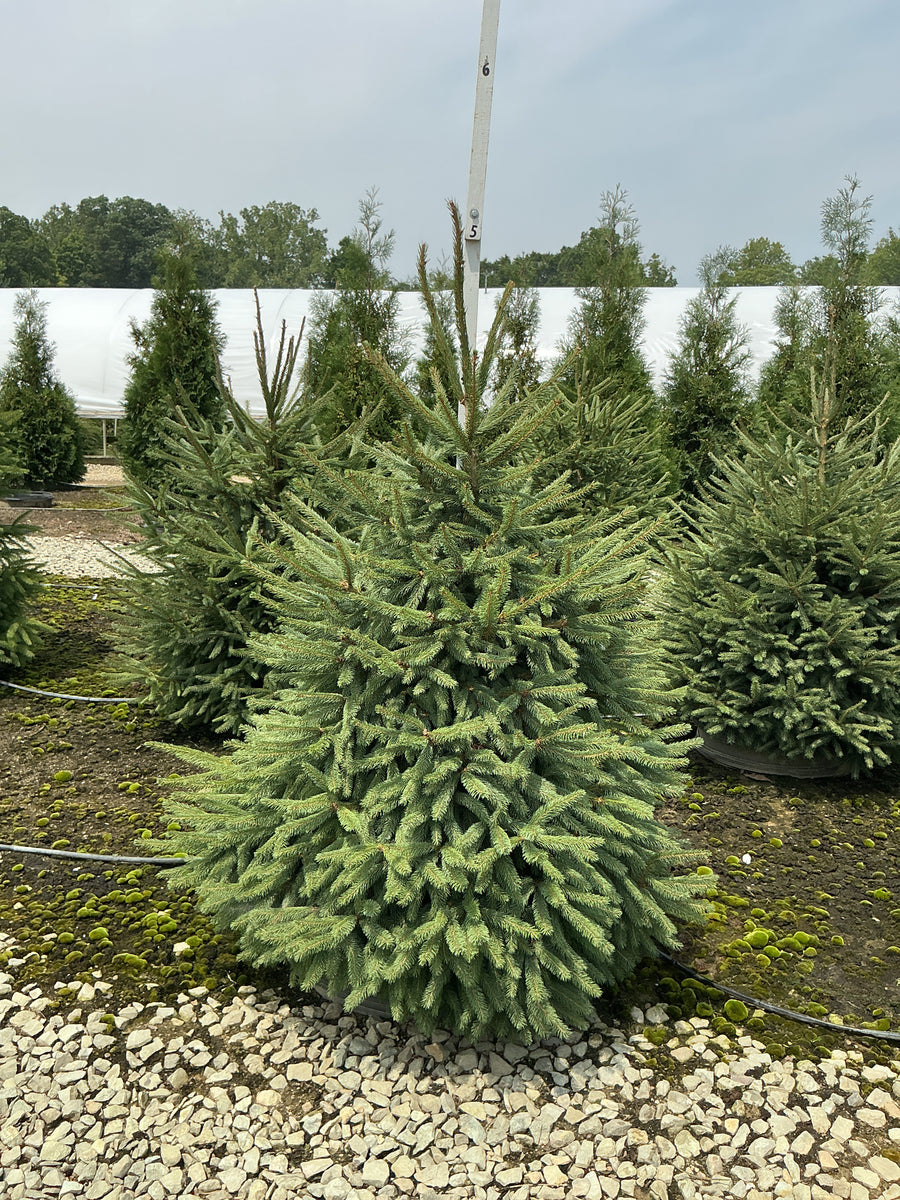 Picea abies â€” G20 48