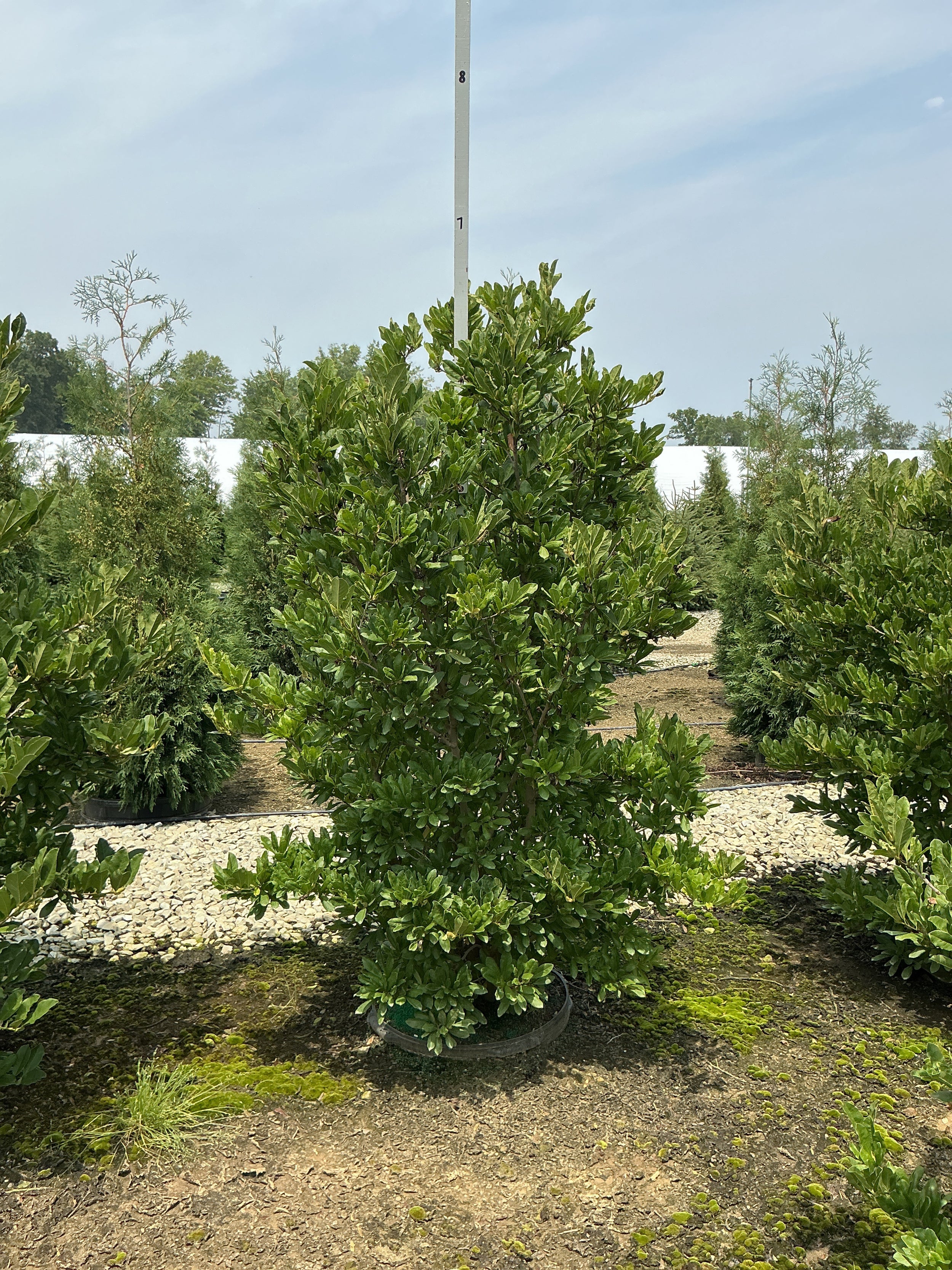 Magnolia stellata 'Royal Star'