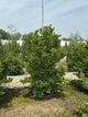 Magnolia stellata 'Royal Star'