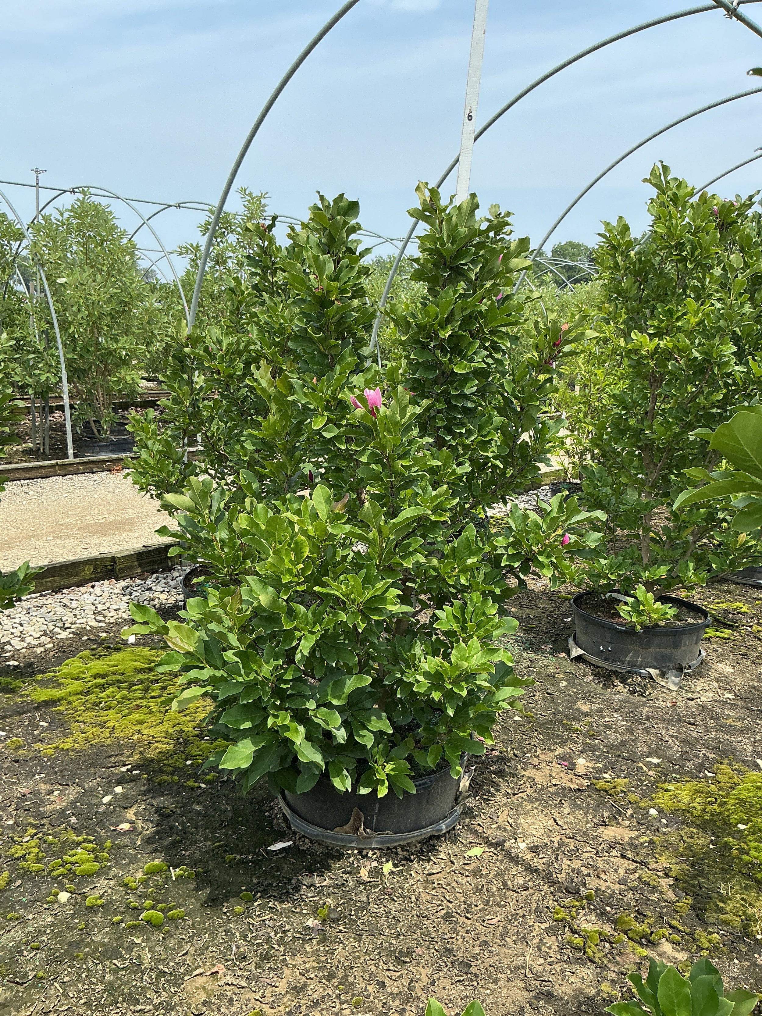 Magnolia x 'Ann'