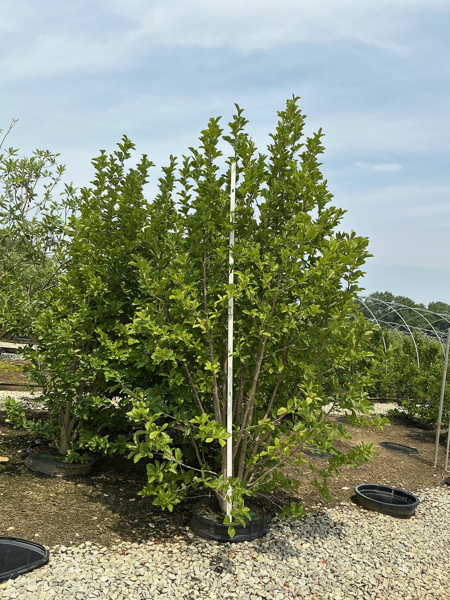 Magnolia x loebneri 'Dr. Merrill' â€” G25 84