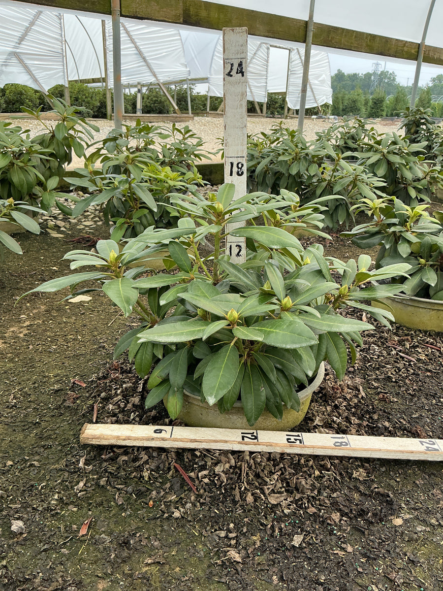 Rhododendron 'Holdens Pink Flare' â€” G3 15