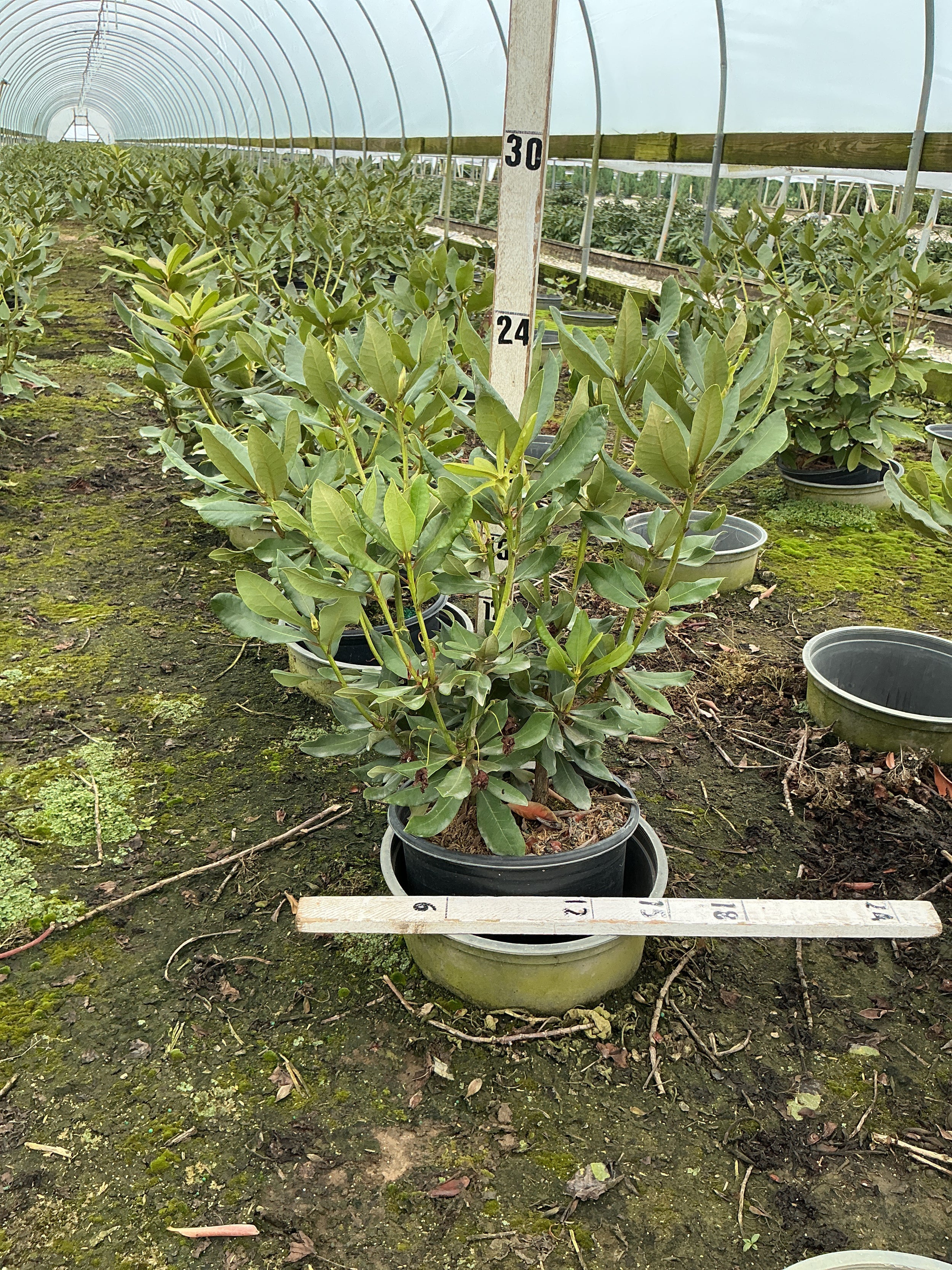 Rhododendron nova 'Nova Zembla'