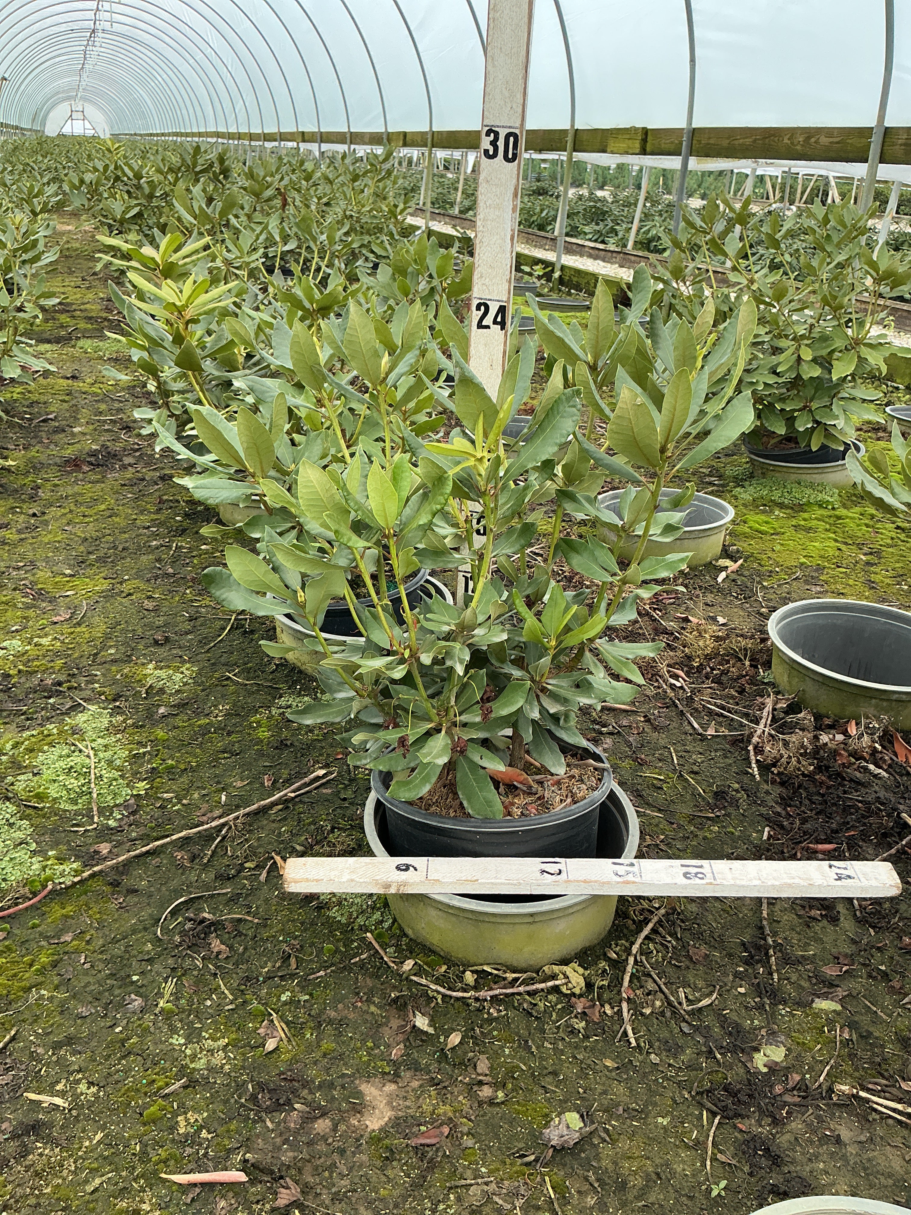 Rhododendron nova 'Nova Zembla'