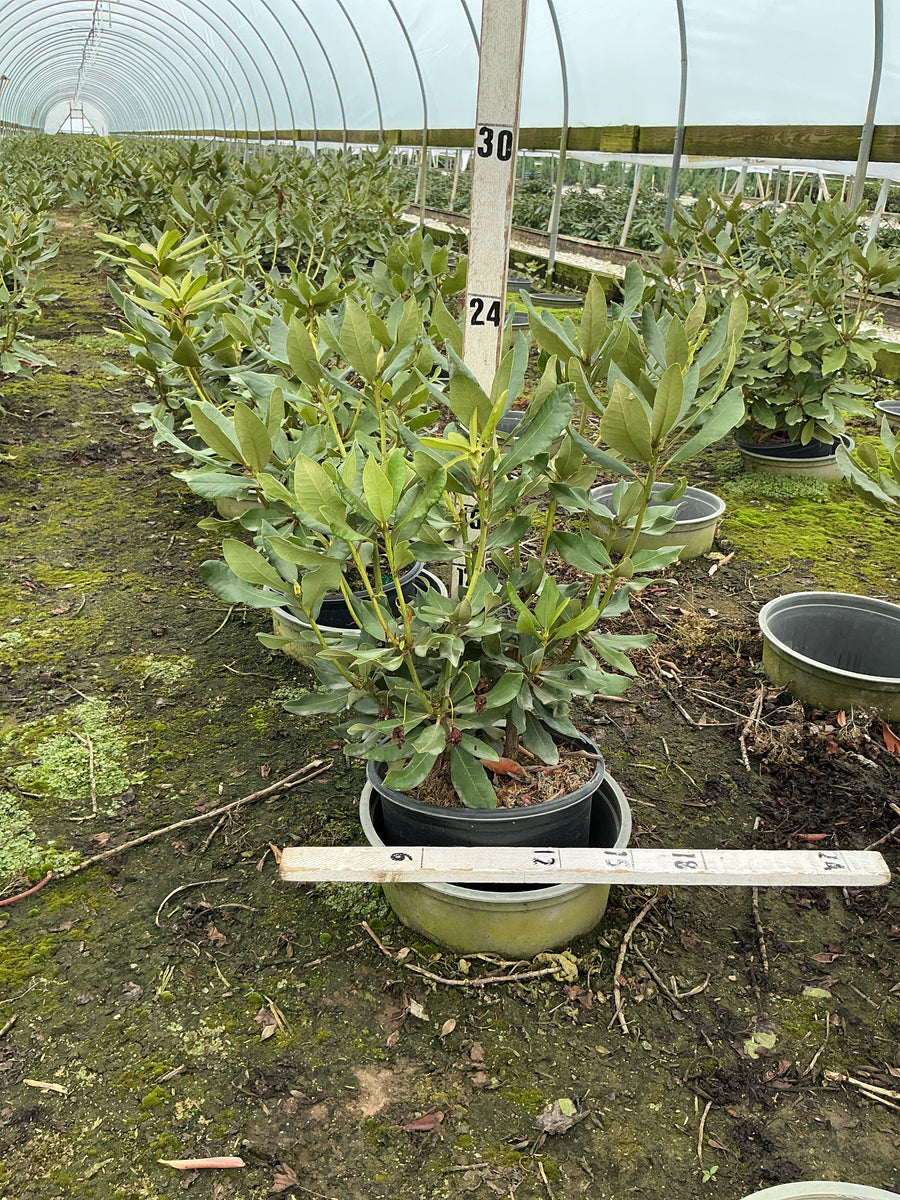 Rhododendron nova 'Nova Zembla' â€” G3 15