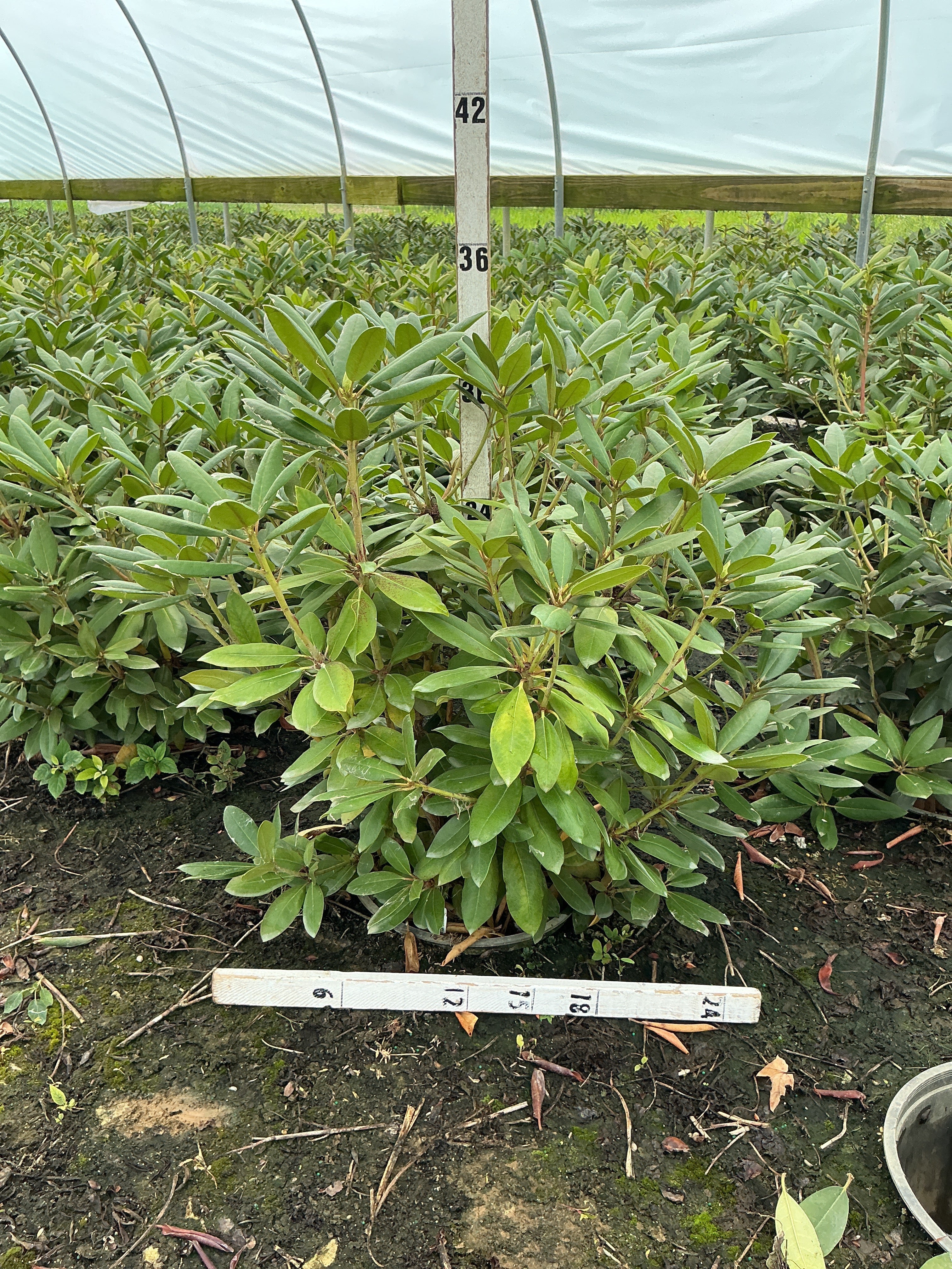 Rhododendron roseum 'Roseum Elegans'