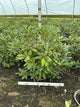 Rhododendron roseum 'Roseum Elegans'