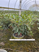 Rhododendron purpureum 'Elegans'