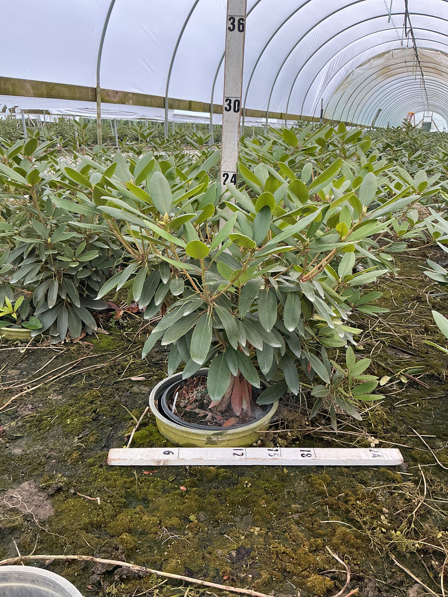 Rhododendron purpureum 'Elegans' â€” G3 15