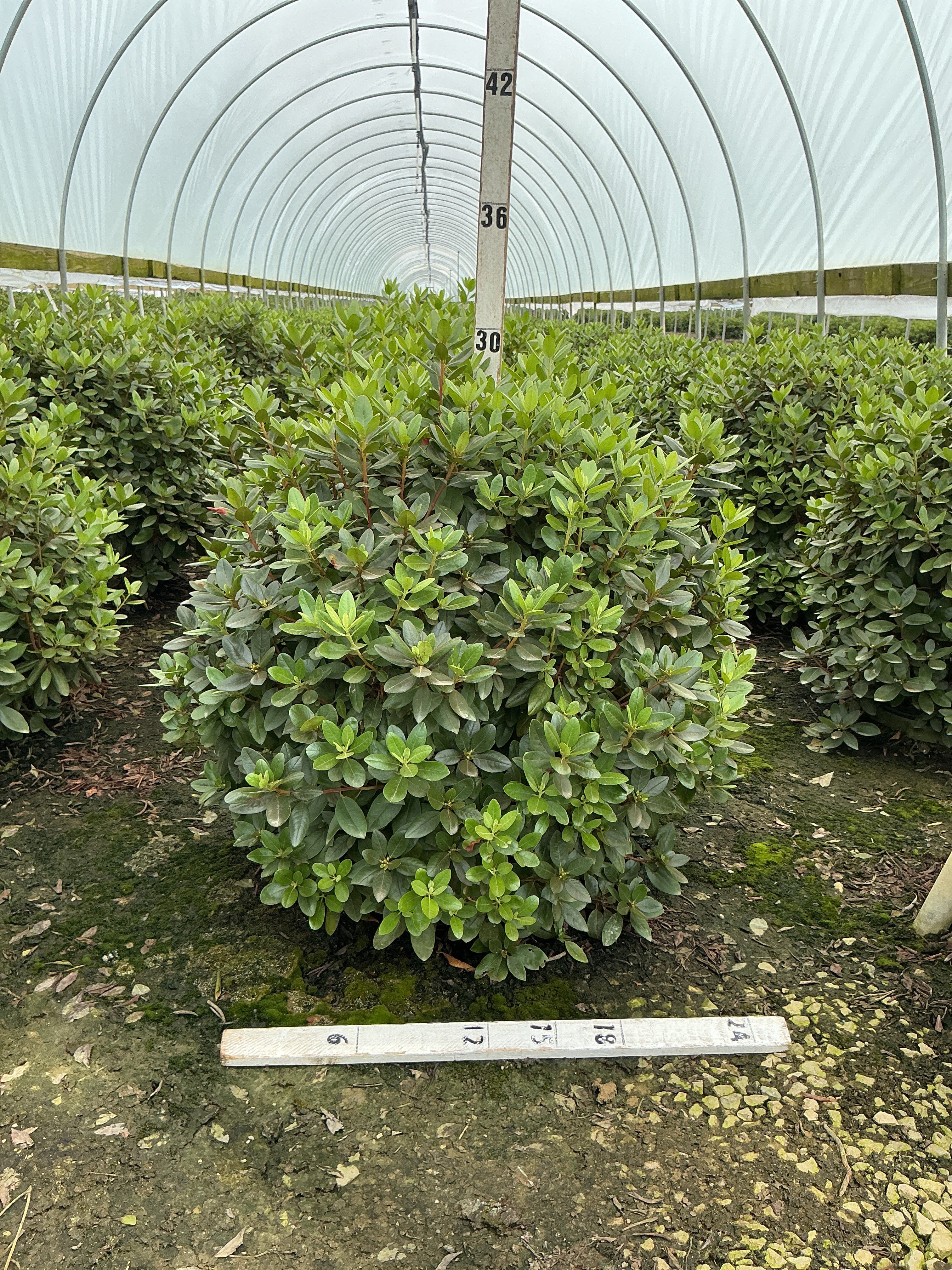Rhododendron 'PJM Elite'