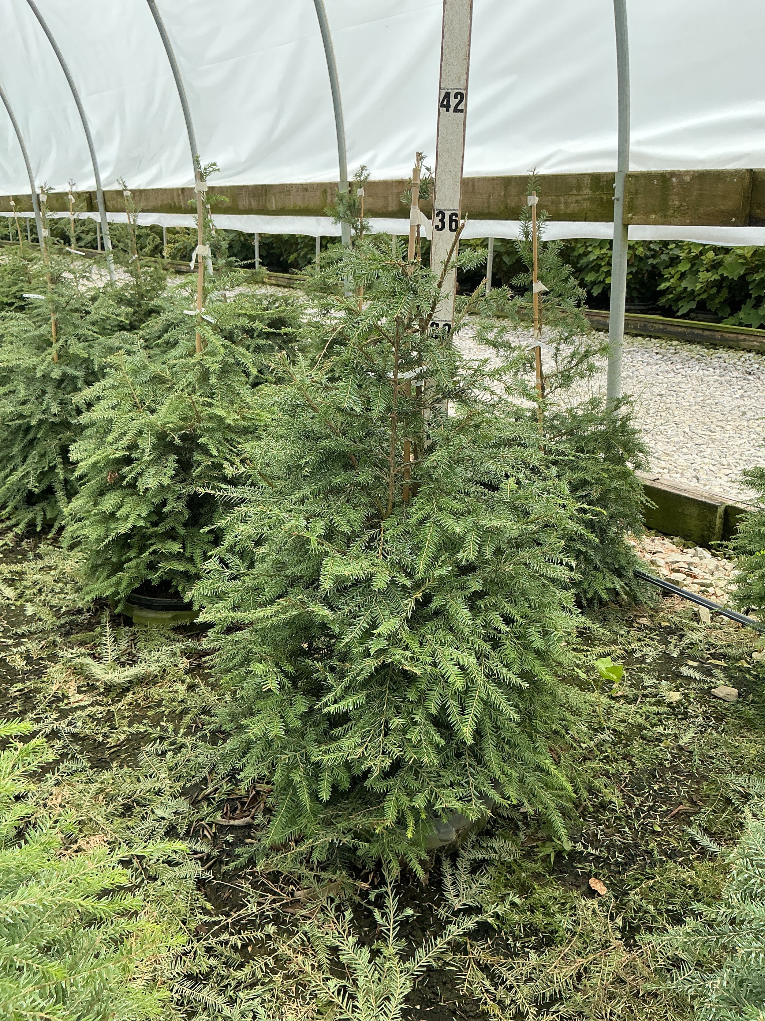 Tsuga canadensis