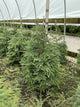 Tsuga canadensis