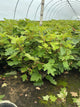 Hydrangea quercifolia 'Alice'