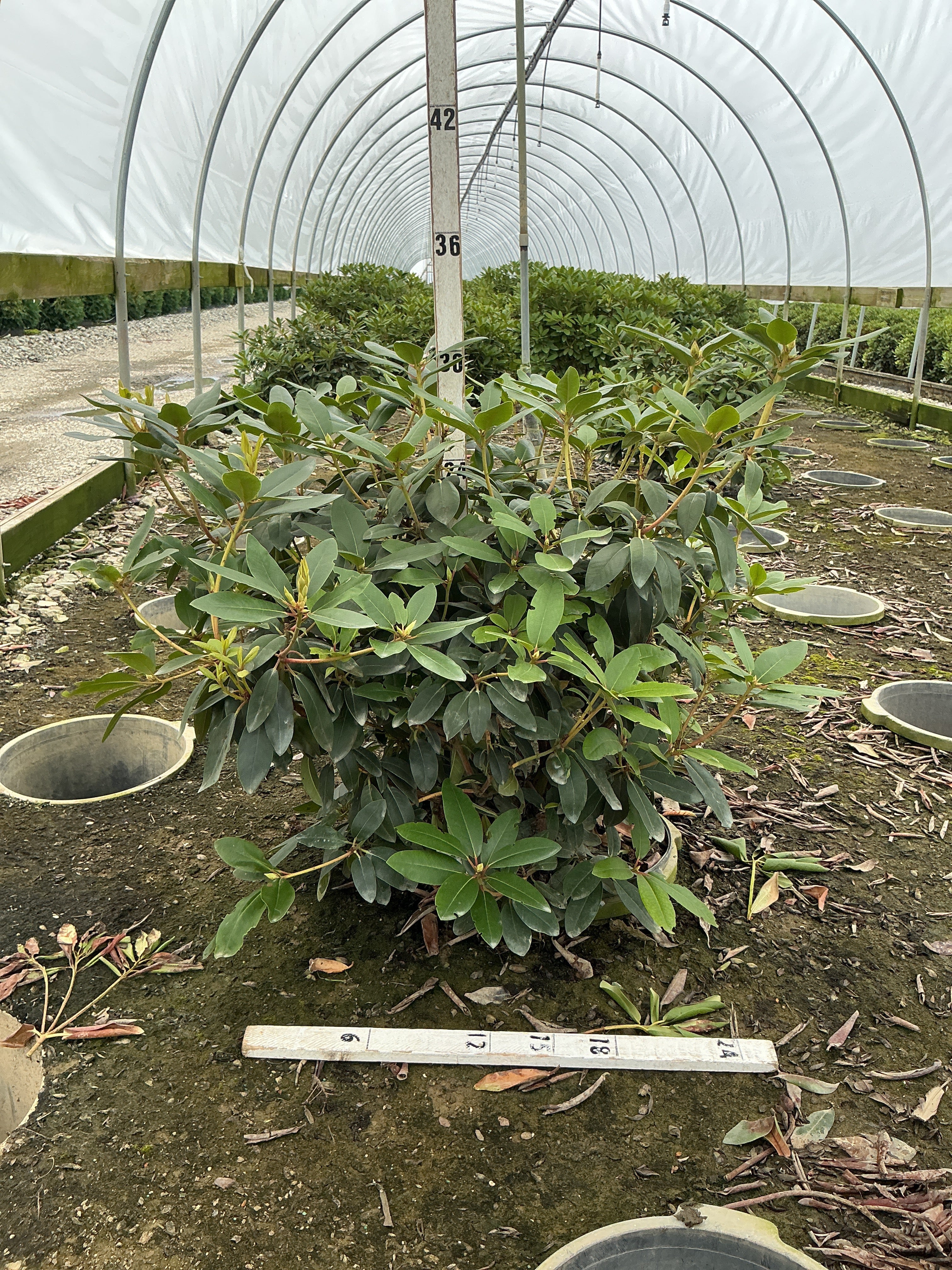 Rhododendron catawbiense 'Boursalt'