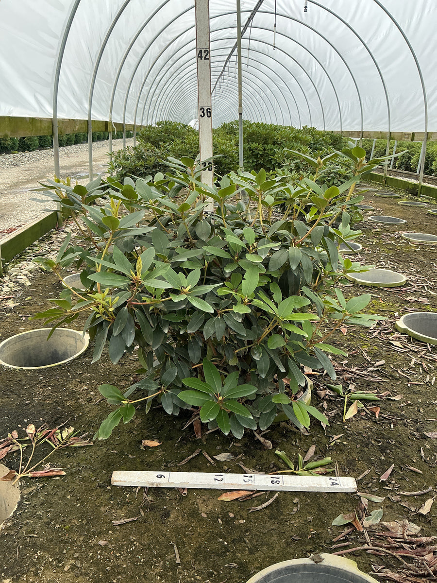 Rhododendron catawbiense 'Boursalt' â€” G5 18