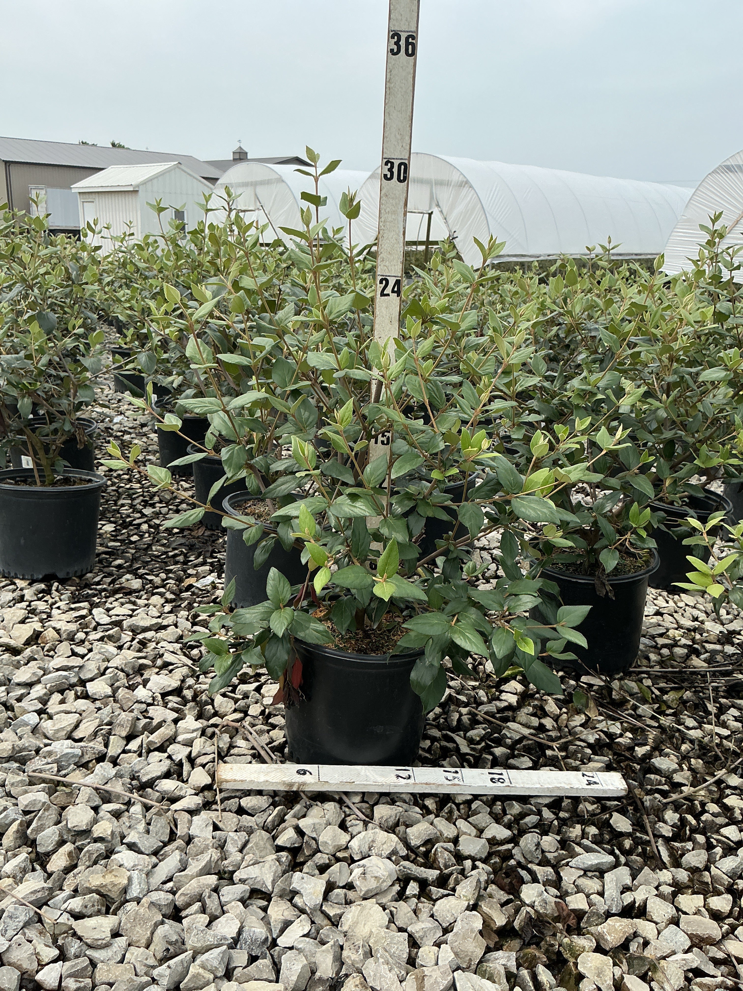 Viburnum x burkwoodii 'Mohawk'