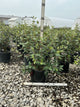 Viburnum x burkwoodii 'Mohawk'