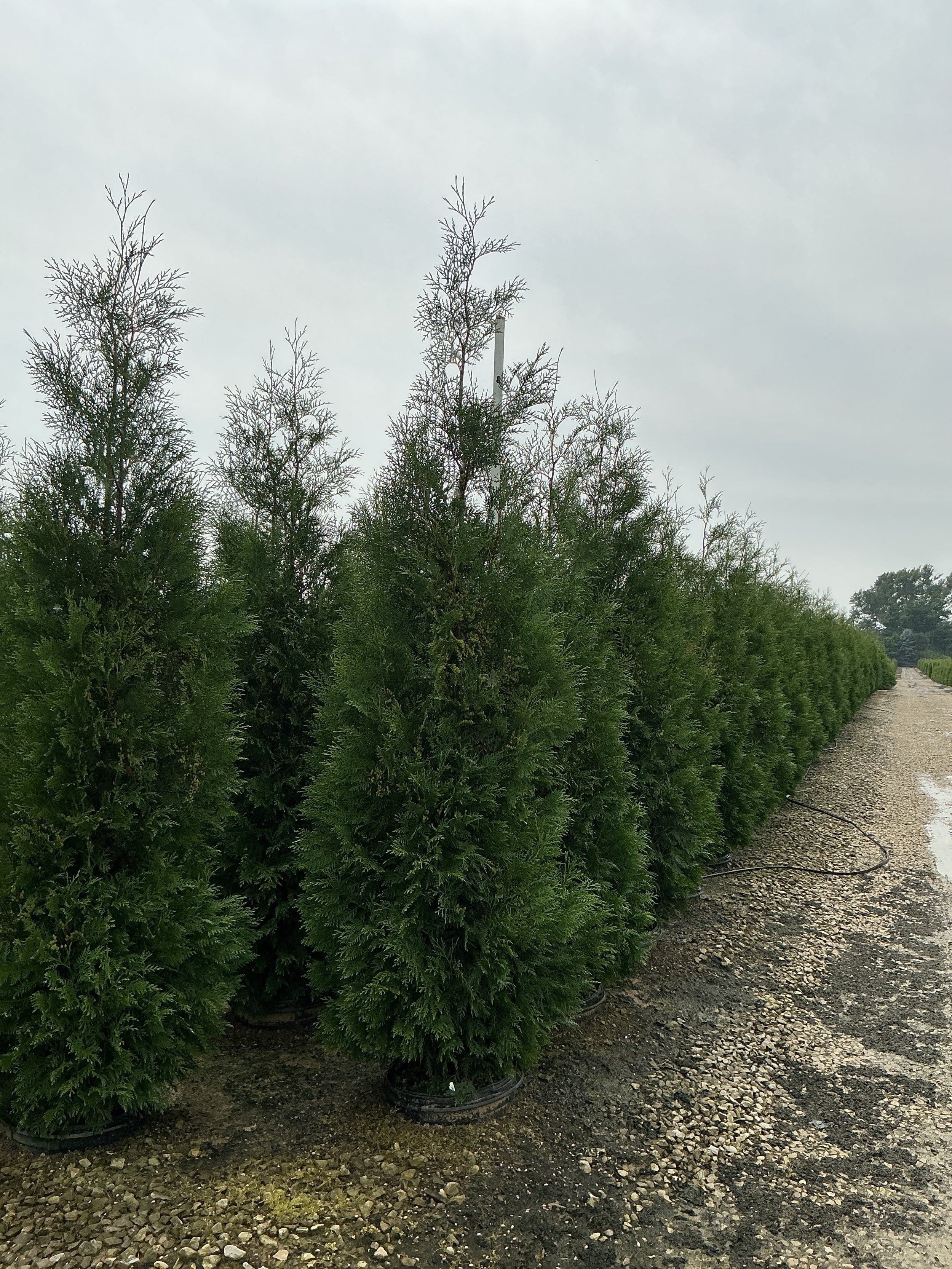 Thuja occidentalis 'American Pillar'