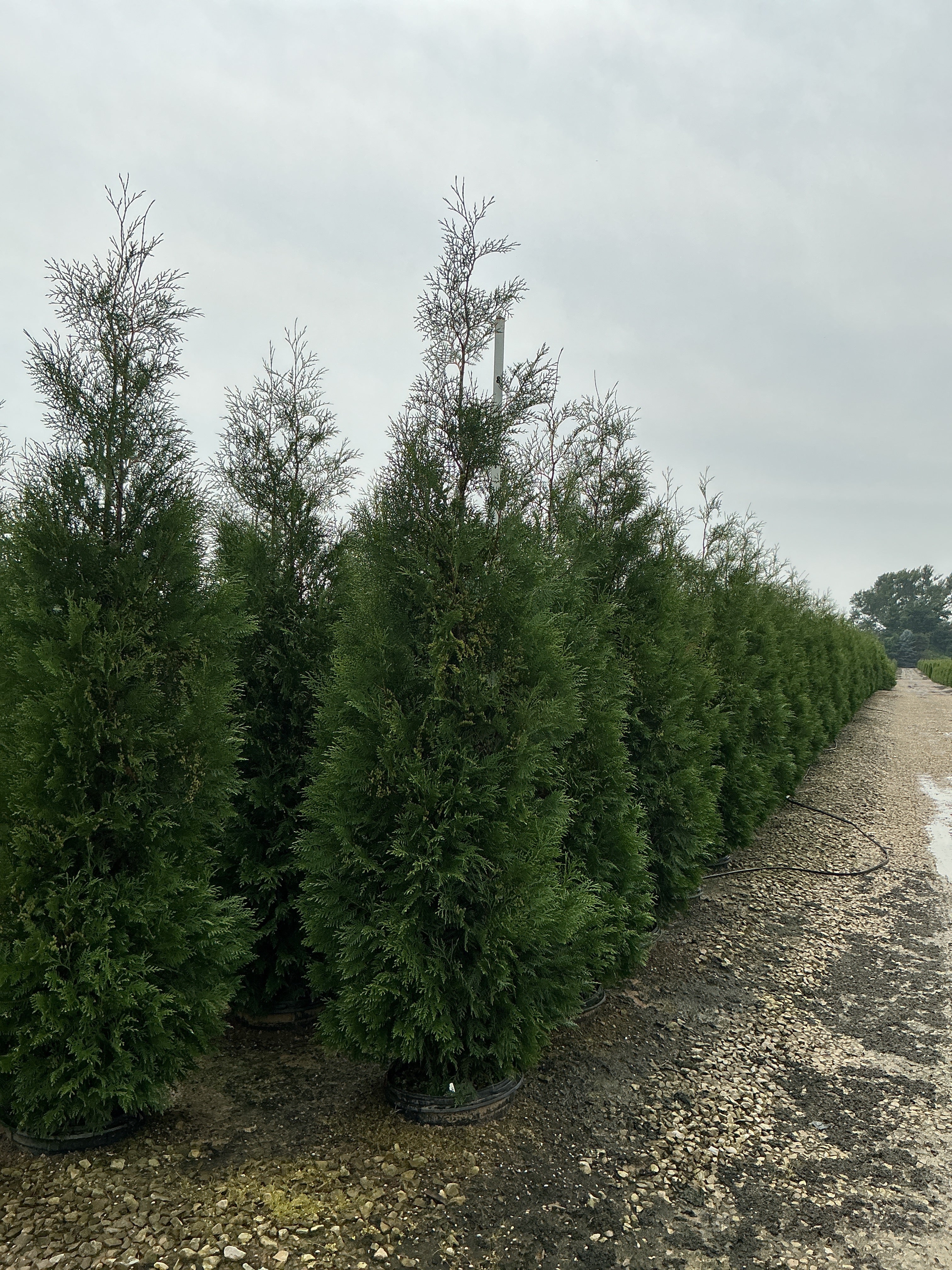 Thuja occidentalis 'American Pillar'