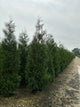 Thuja occidentalis 'American Pillar'