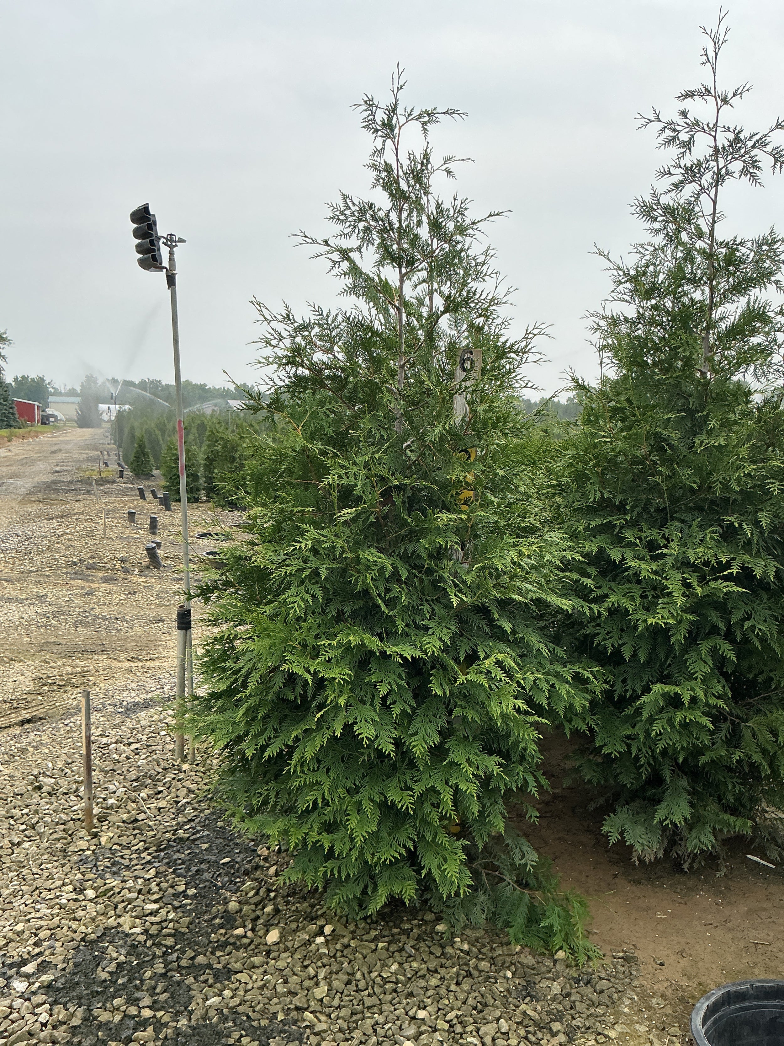 Thuja plicata 'Green Giant'