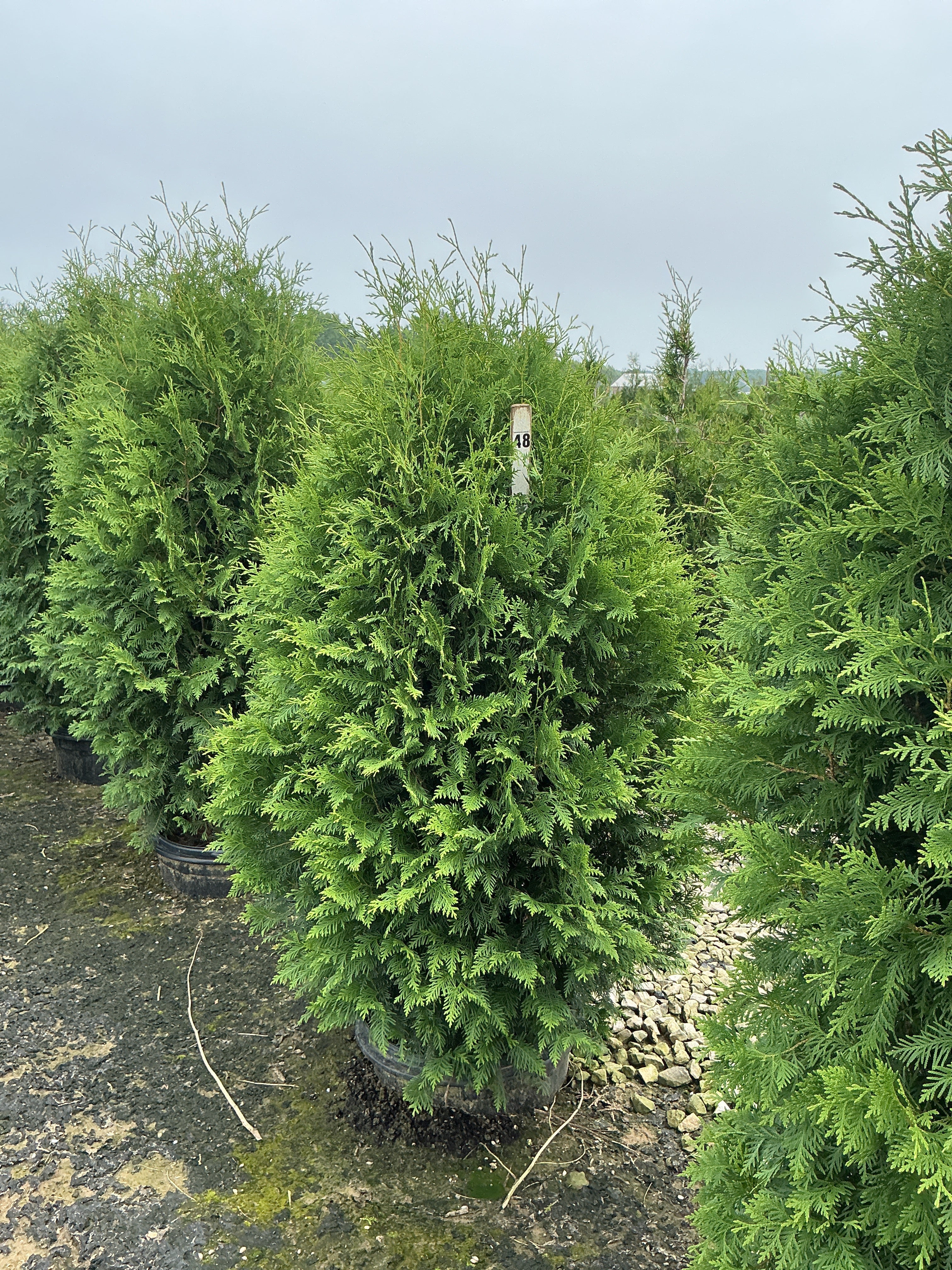 Thuja occidentalis 'Nigra'