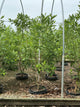Magnolia virginiana 'Jim Wilson'