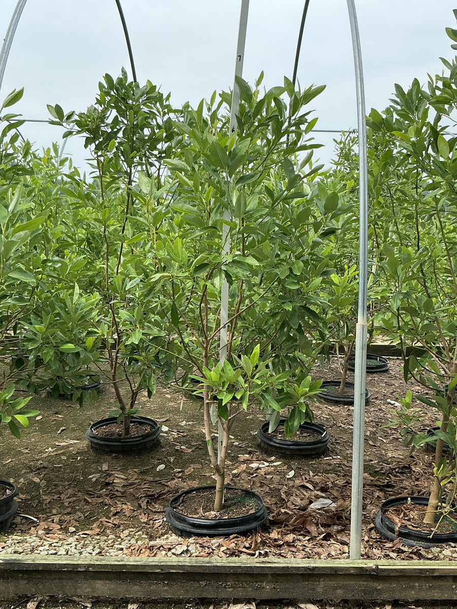Magnolia virginiana 'Jim Wilson' â€” G15 84