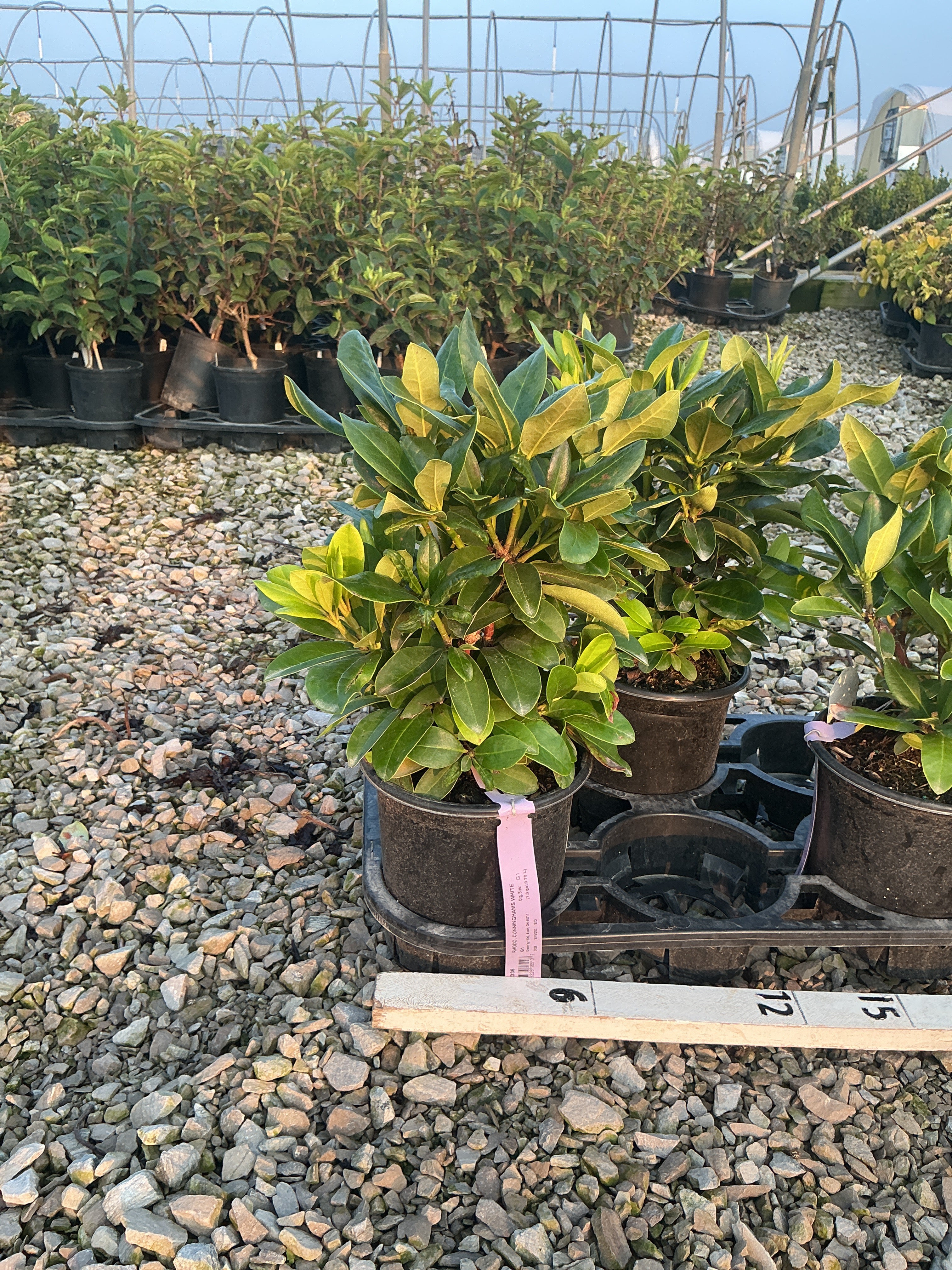 Rhododendron catawbiense 'Cunningham's White'